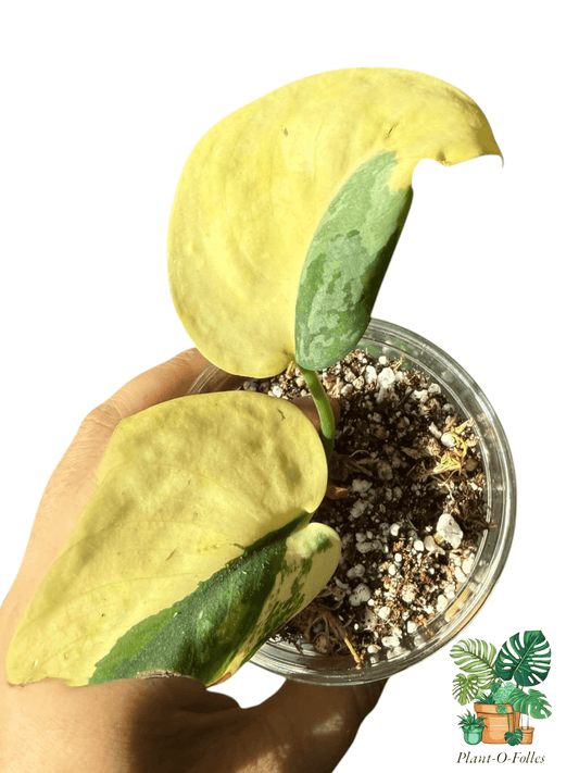 Scindapsus Swarnabhumi - Plant - O - Folles