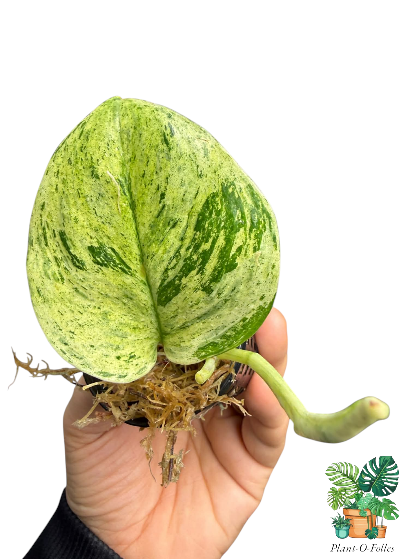 Scindapsus treubii ‘Marble Mint’ - Plant - O - Folles