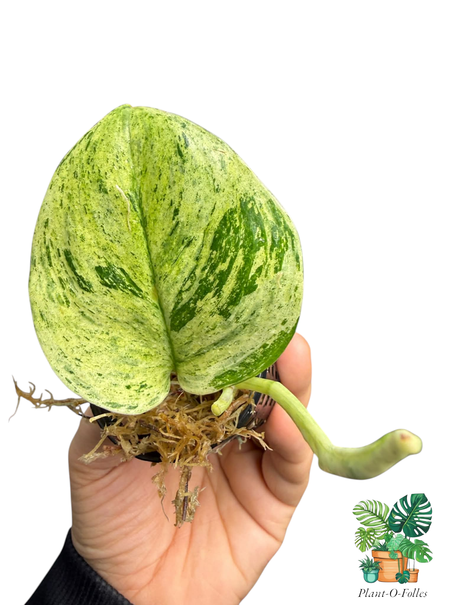 Scindapsus treubii ‘Marble Mint’ - Plant - O - Folles