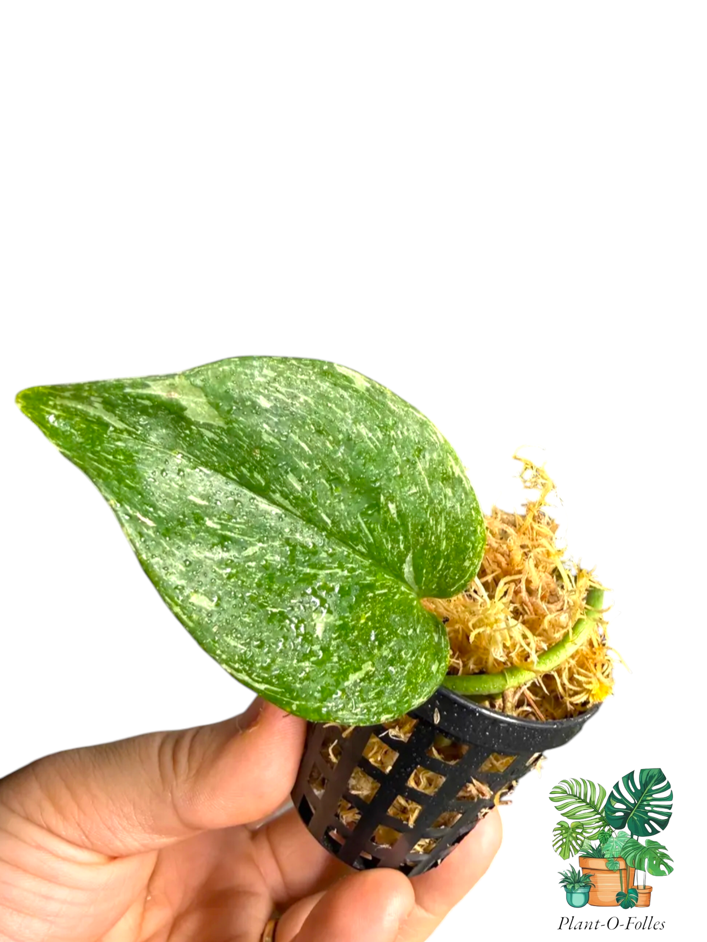 Scindapsus treubii ‘Moonlight Galaxy’ – Variété tropicale rare - Plant - O - Folles