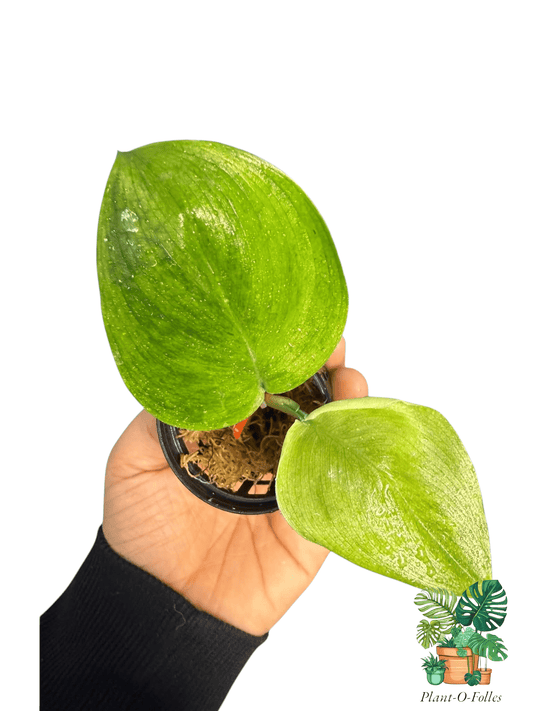 Scindapsus treubii moonlight green on green - Plant - O - Folles