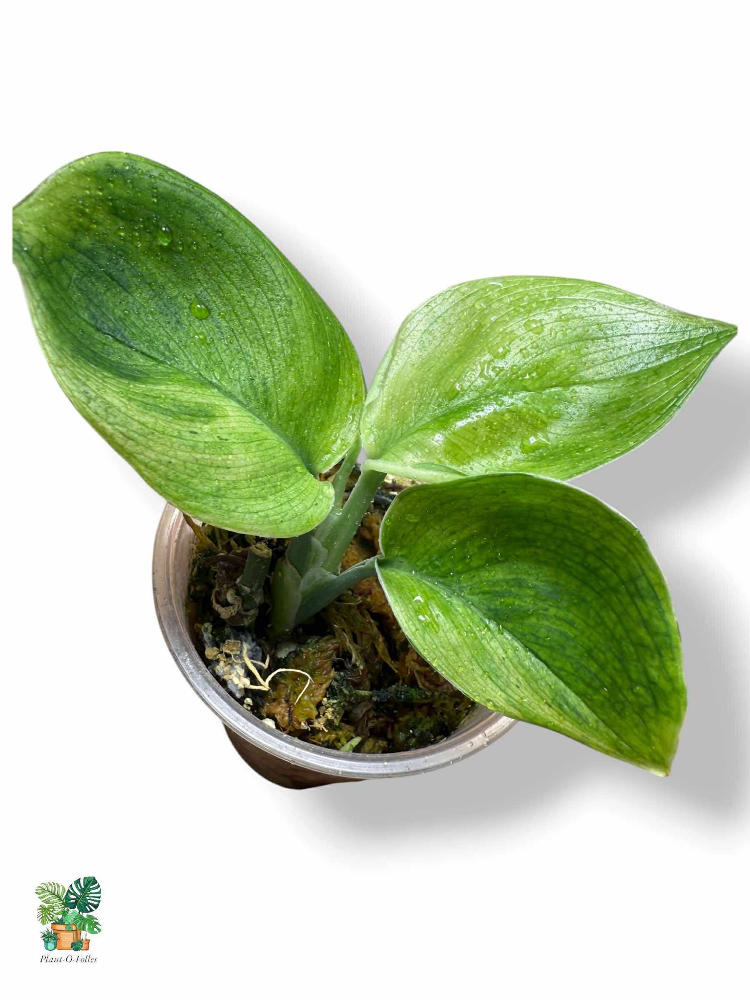 Scindapsus Treubii Moonlight Green on Green, Rare Variegated Aroid, Tropical Indoor Plant, Arrow Leaf Houseplant for Collectors - Plant - O - Folles