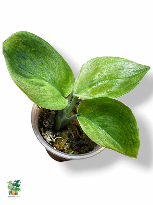 Scindapsus Treubii Moonlight Green on Green, Rare Variegated Aroid, Tropical Indoor Plant, Arrow Leaf Houseplant for Collectors - Plant - O - Folles