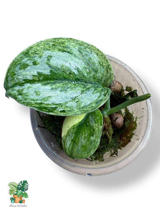 Scindapsus White Crystal, Rare Variegated Aroid, Tropical Indoor Plant, Arrow Leaf Houseplant for Collectors - Plant - O - Folles