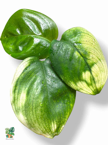 Scindapsus white monster, Rare Variegated Aroid, Tropical Indoor Plant, Arrow Leaf Houseplant for Collectors - Plant - O - Folles
