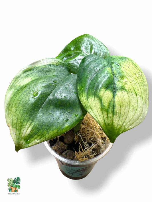 Scindapsus white monster, Rare Variegated Aroid, Tropical Indoor Plant, Arrow Leaf Houseplant for Collectors - Plant - O - Folles