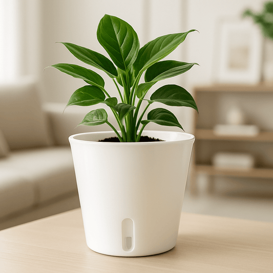 Self - Watering White Planter, Perfect dimensions for small indoor plants - Plant - O - Folles