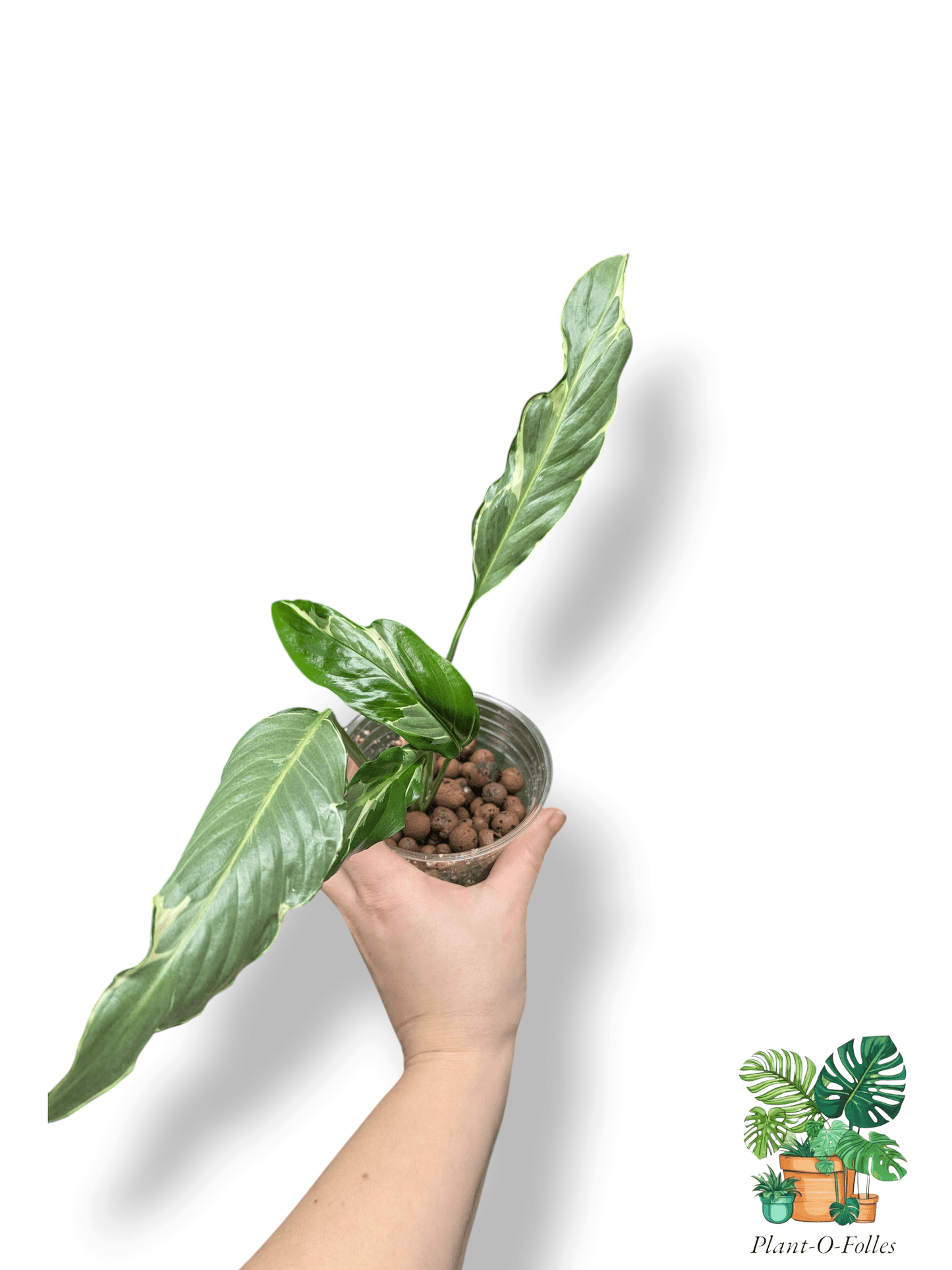 Spathiphyllum ‘Delhi’ – Lys de la paix variété décorative - Plant - O - Folles