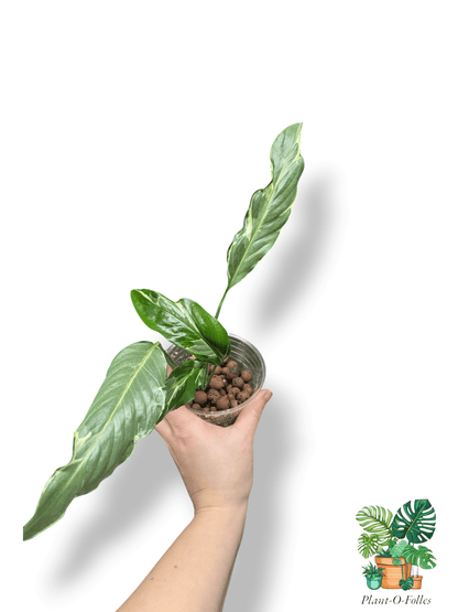 Spathiphyllum ‘Delhi’ – Lys de la paix variété décorative - Plant - O - Folles