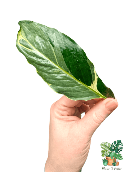 Spathiphyllum ‘Delhi’ – Lys de la paix variété décorative - Plant - O - Folles