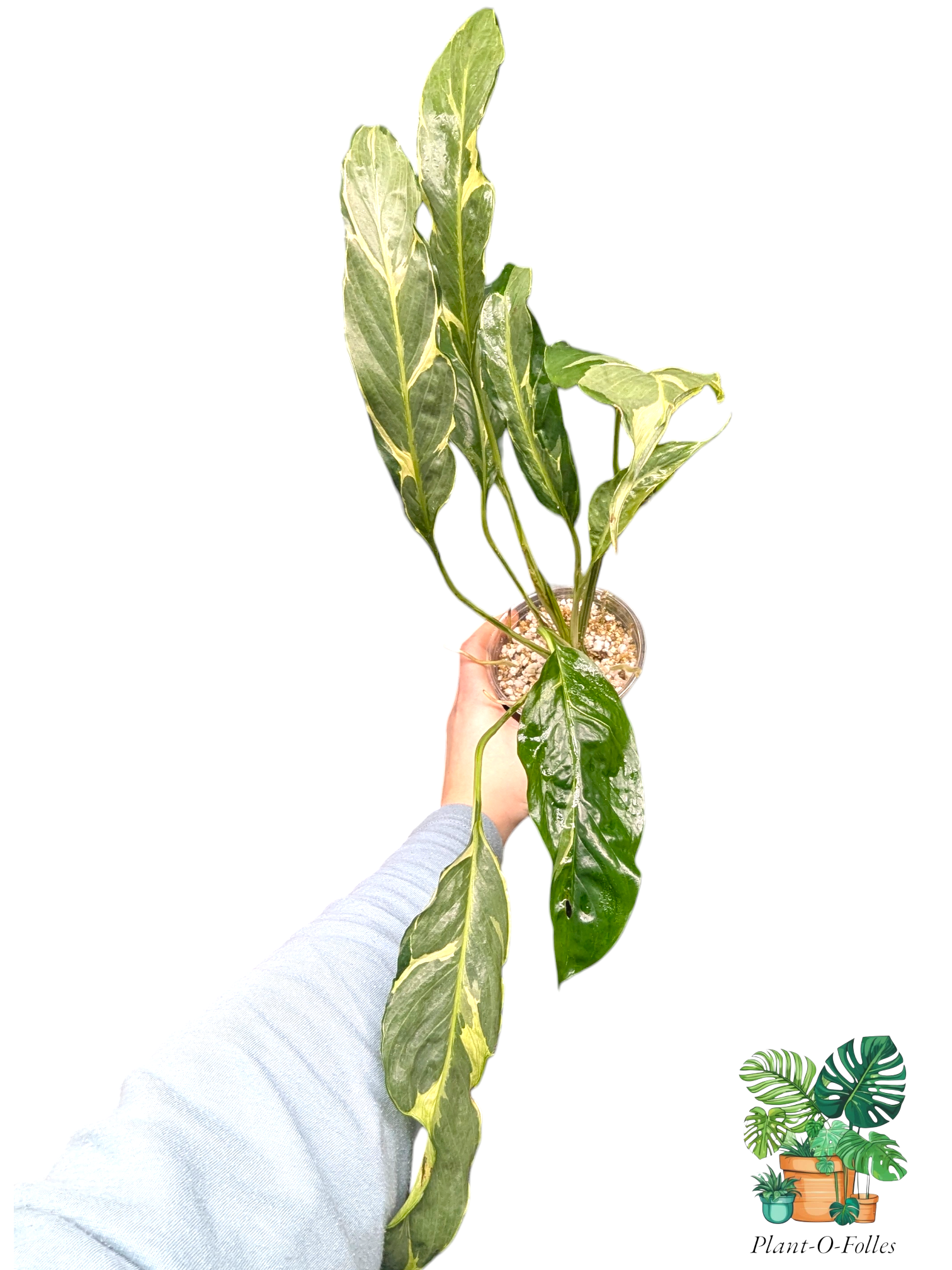 Spathiphyllum ‘Delhi’ – Lys de la paix variété décorative - Plant - O - Folles