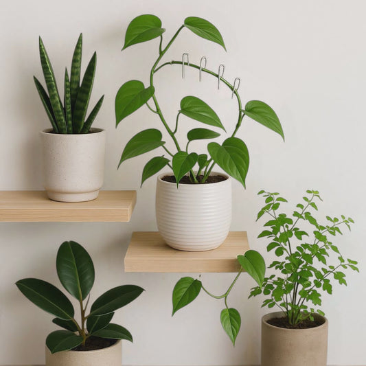 Supports for cuttings and climbing plants, U - shaped metal pins, Floral arrangement - Plant - O - Folles