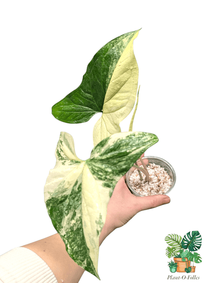 Syngonium Albo Variegata - Plant - O - Folles