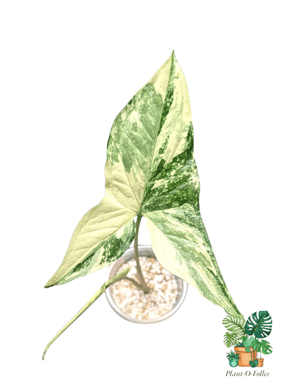 Syngonium Albo Variegata - Plant - O - Folles
