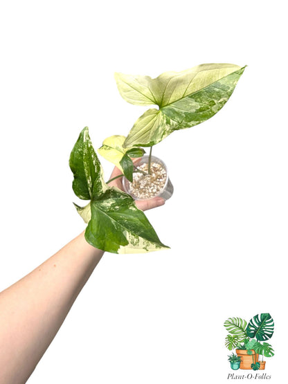 Syngonium Albo Variegata – Feuillage panaché crème et vert - Plant - O - Folles