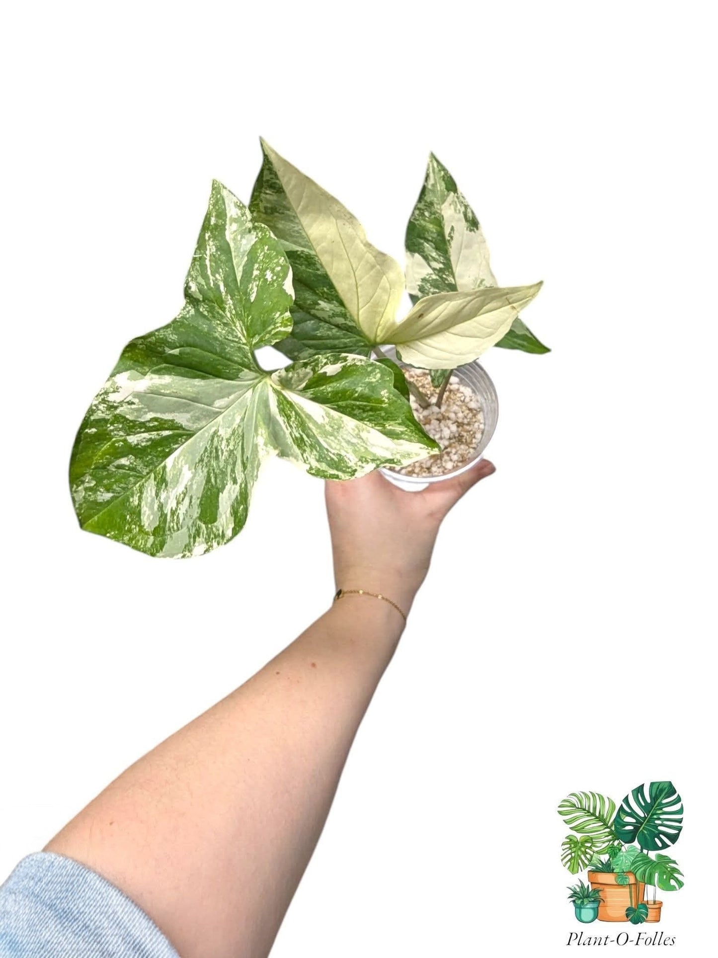 Syngonium Albo Variegata – Feuillage panaché crème et vert - Plant - O - Folles