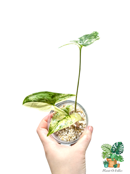 Syngonium Albo Variegata – Feuillage panaché crème et vert - Plant - O - Folles