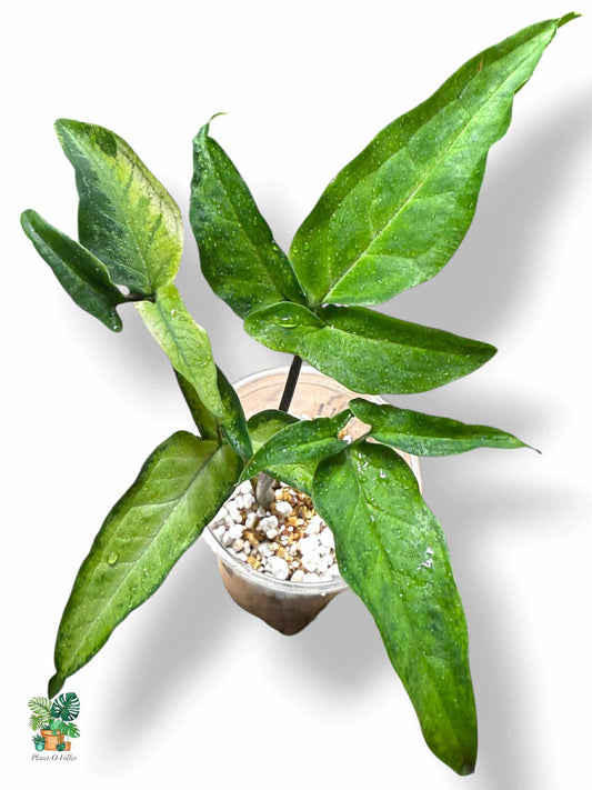 Syngonium angustatum variegata, Rare Variegated Aroid, Tropical Indoor Plant, Arrow Leaf Houseplant for Collectors - Plant - O - Folles