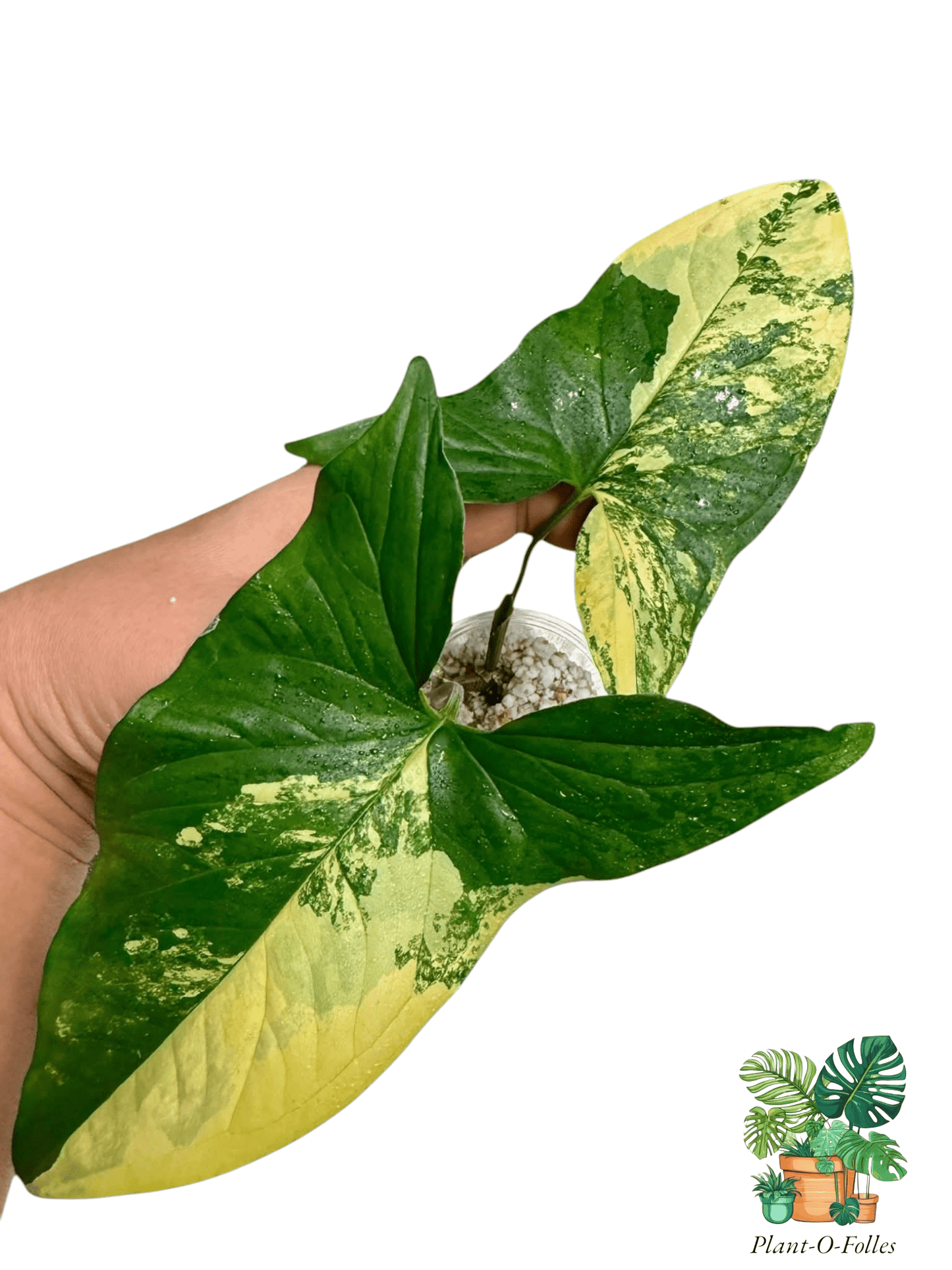 Syngonium Aurea - Plant - O - Folles