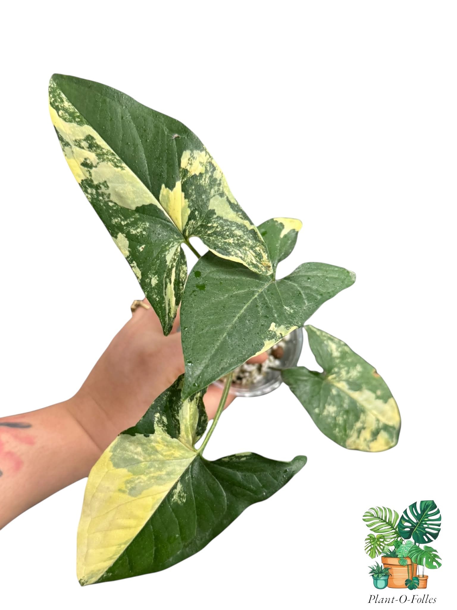 Syngonium Aurea - Plant - O - Folles