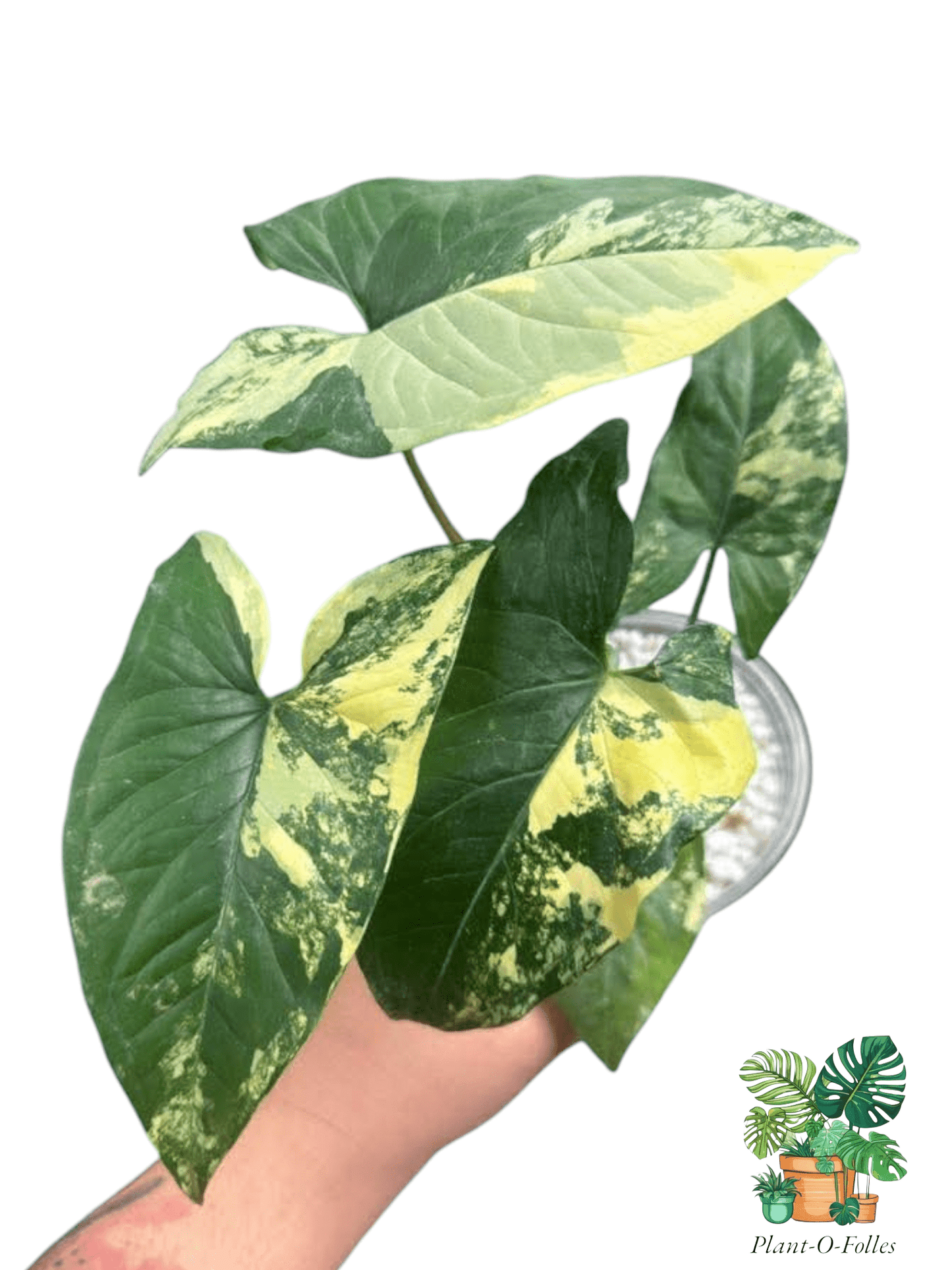 Syngonium Aurea – Feuillage doré et tropical - Plant - O - Folles