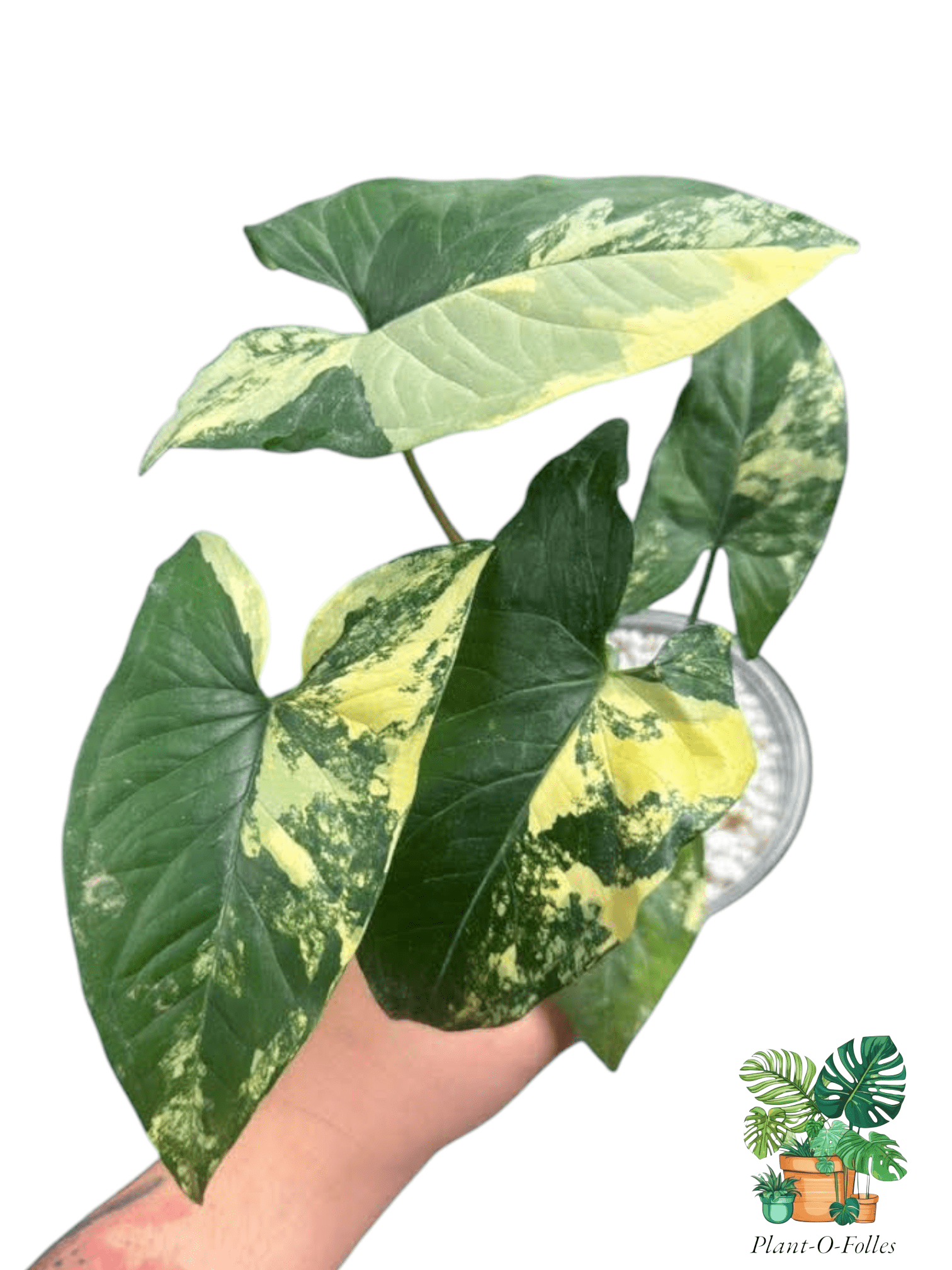 Syngonium Aurea – Feuillage doré et tropical - Plant - O - Folles