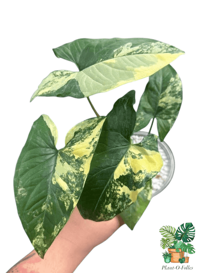 Syngonium Aurea – Feuillage doré et tropical - Plant - O - Folles
