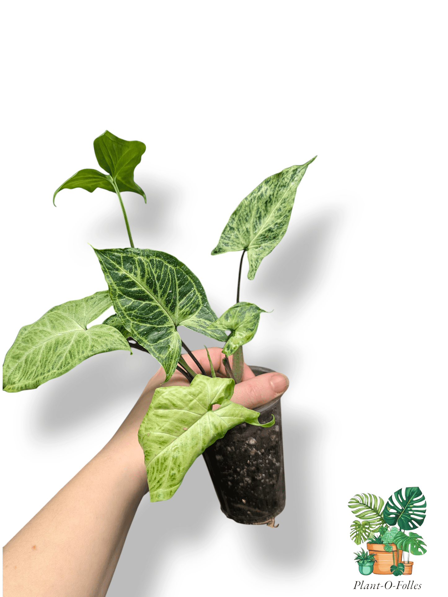 Syngonium batik - Plant - O - Folles