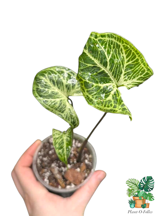 Syngonium batik - Plant - O - Folles