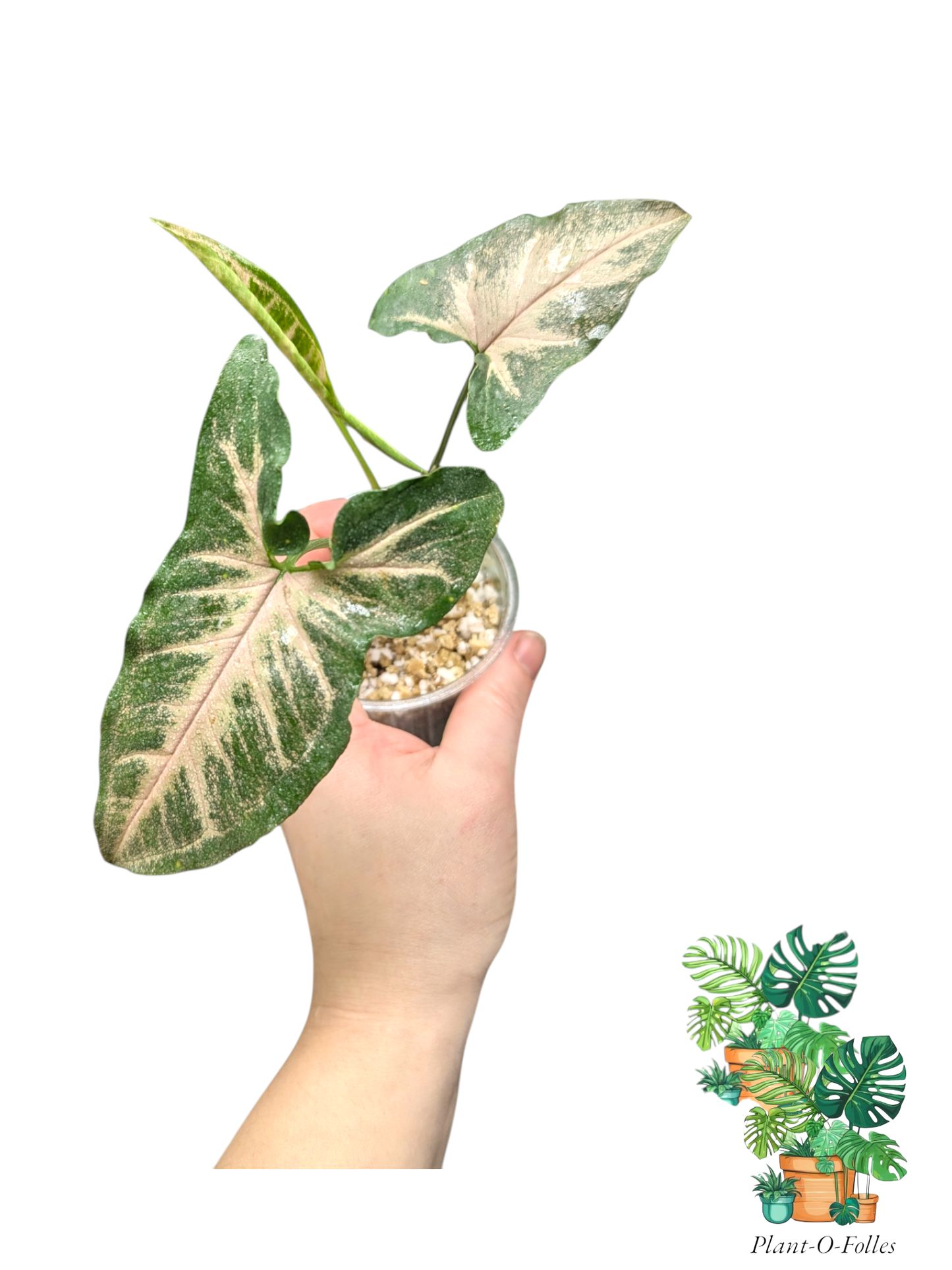 Syngonium Black Pink - Plant - O - Folles