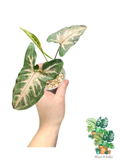 Syngonium Black Pink - Plant - O - Folles