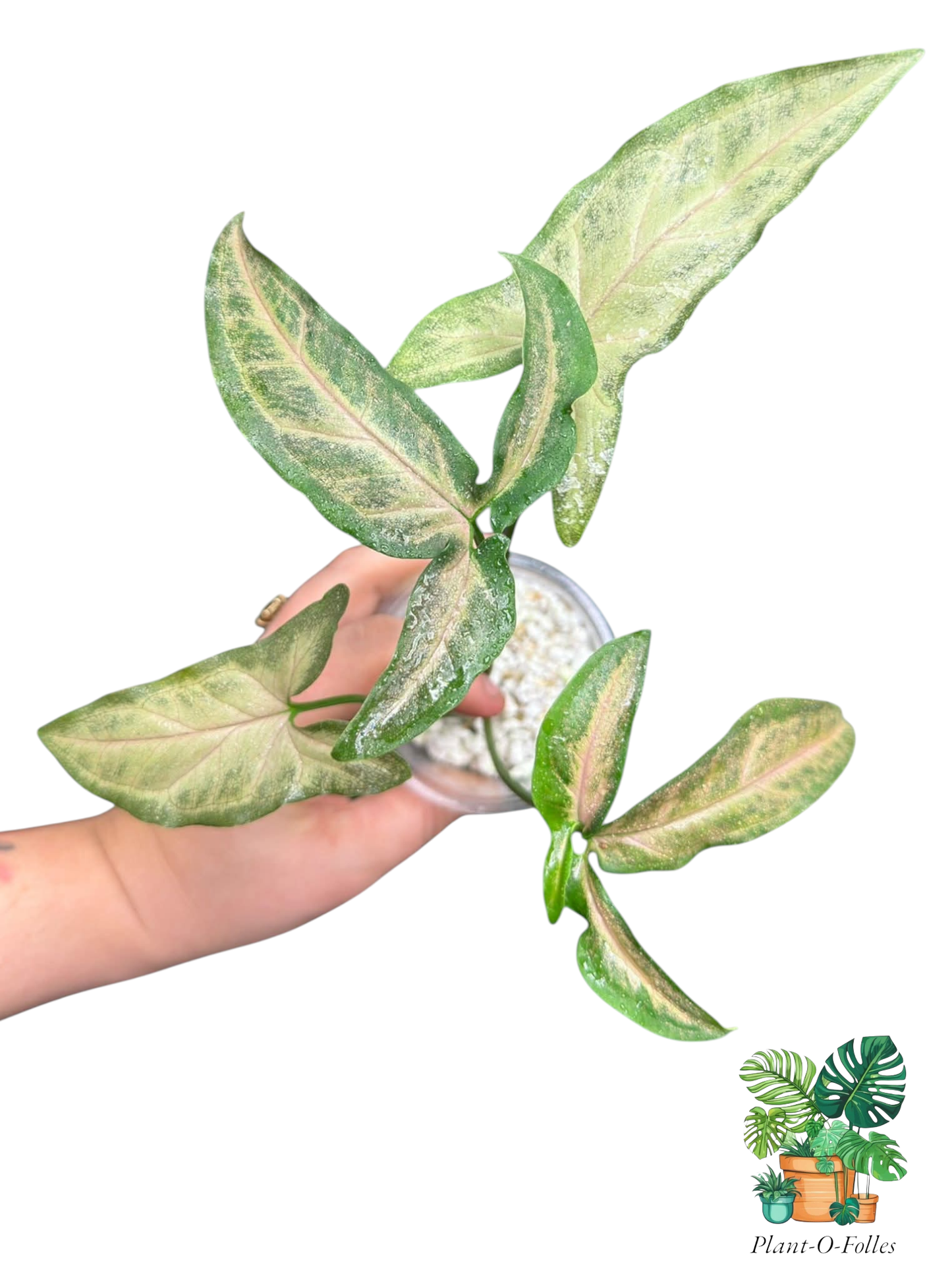 Syngonium Black Pink – Feuillage bicolore noir et rose - Plant - O - Folles