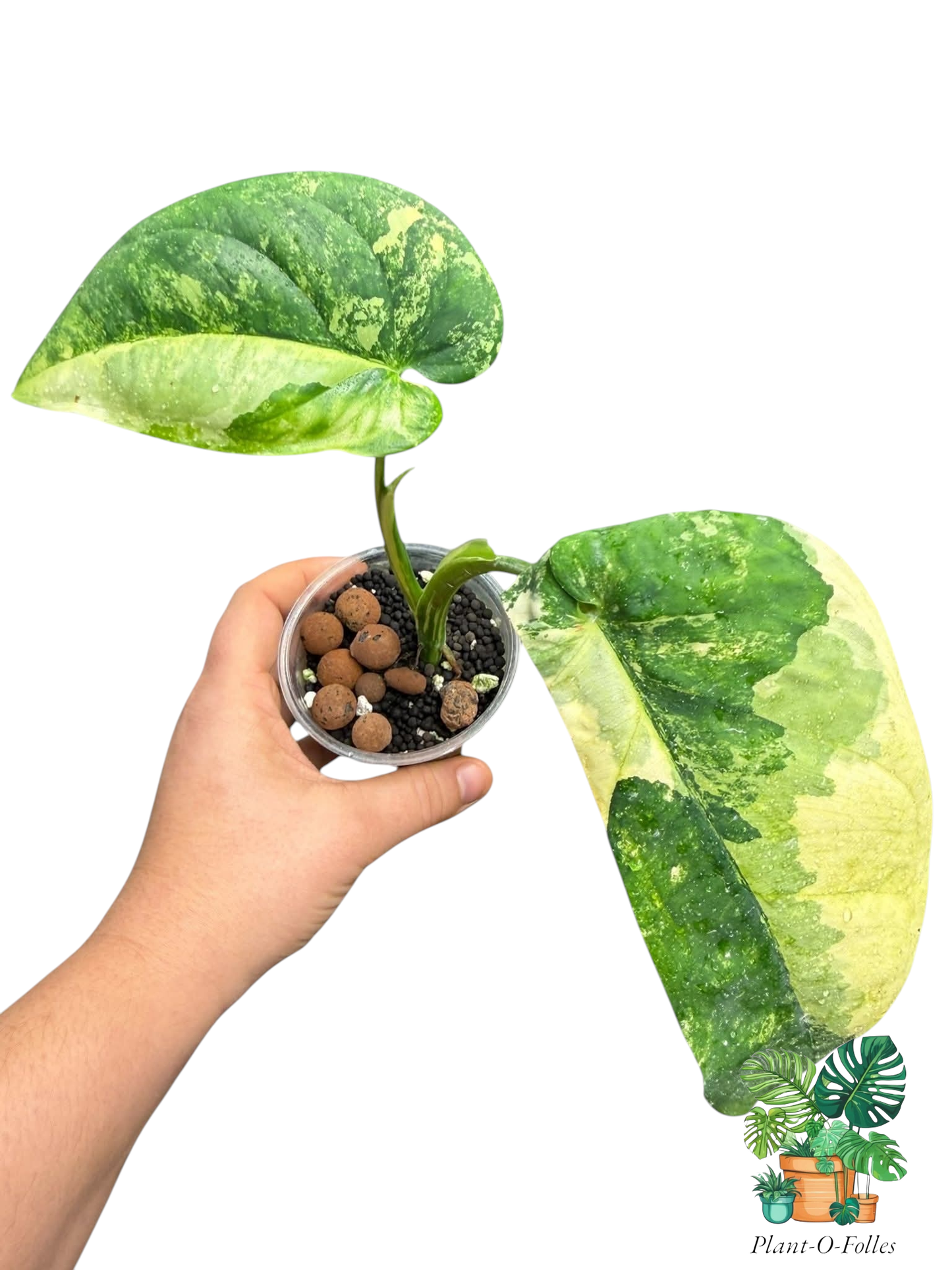 Syngonium Chiapense Variegated - Plant - O - Folles