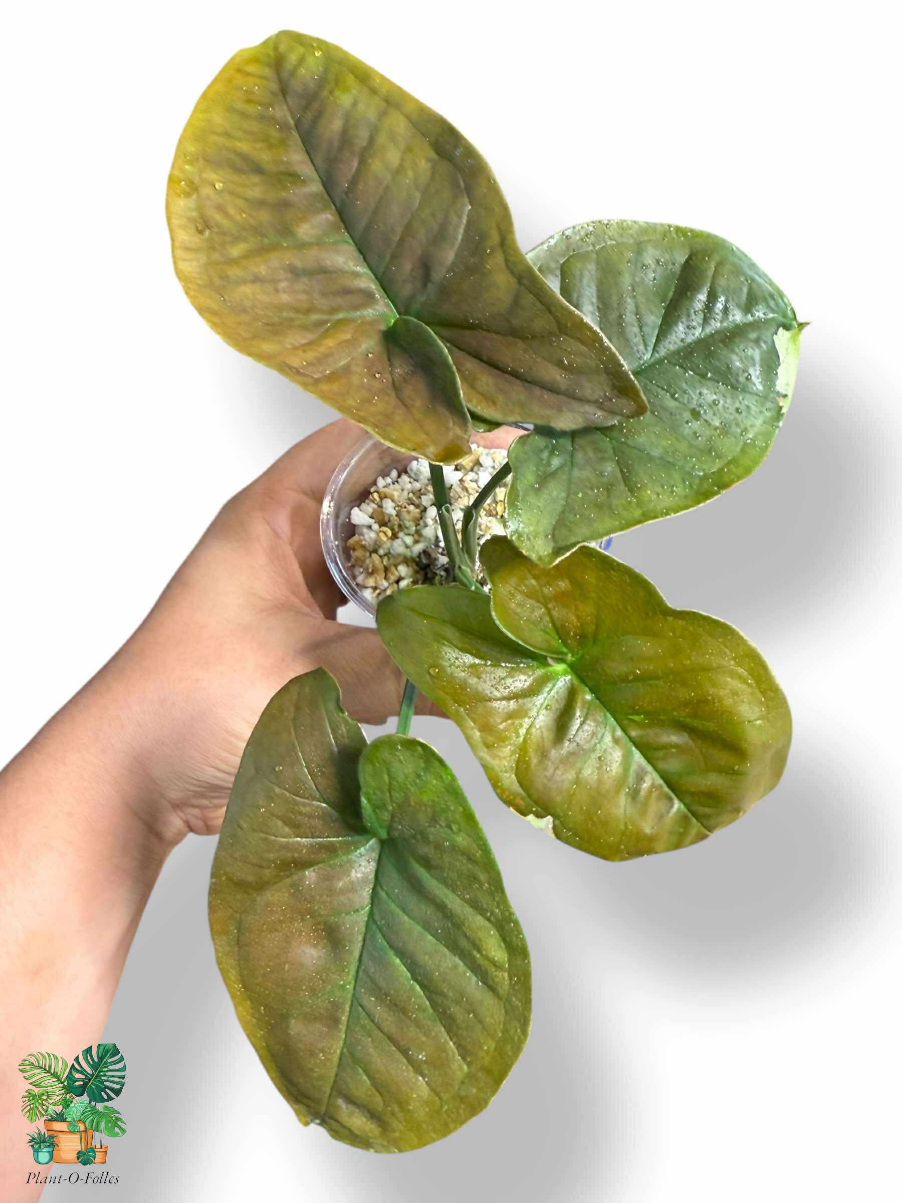Syngonium Chocolate Confetti, Rare Variegated Aroid, Tropical Indoor Plant, Arrow Leaf Houseplant for Collectors - Plant - O - Folles