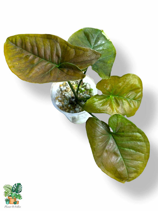 Syngonium Chocolate Confetti, Rare Variegated Aroid, Tropical Indoor Plant, Arrow Leaf Houseplant for Collectors - Plant - O - Folles
