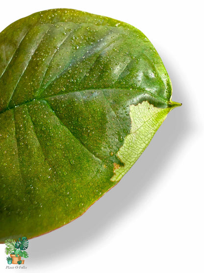 Syngonium Chocolate Confetti, Rare Variegated Aroid, Tropical Indoor Plant, Arrow Leaf Houseplant for Collectors - Plant - O - Folles