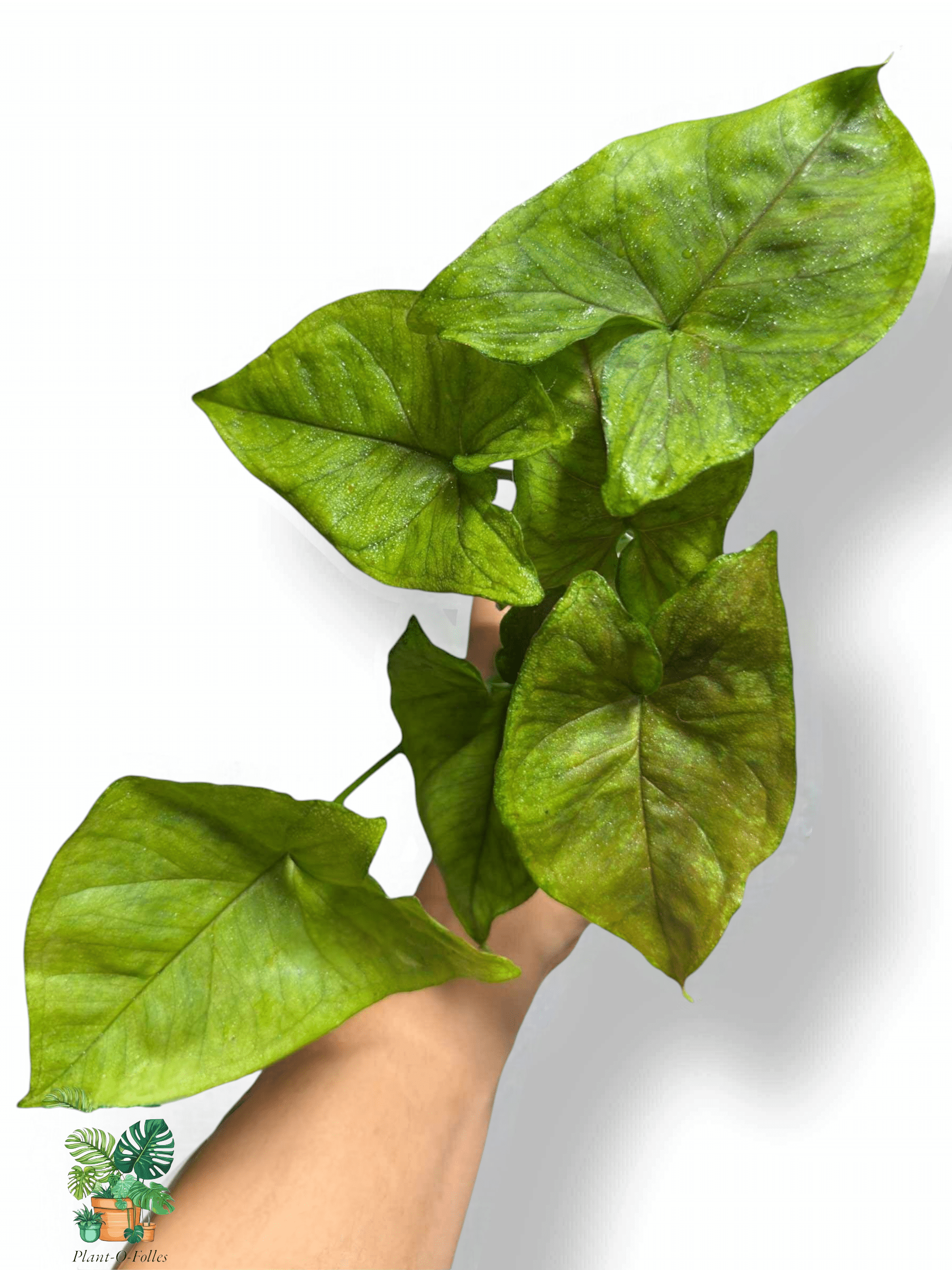 Syngonium Matcha Sprinkle, Rare Variegated Aroid, Tropical Indoor Plant, Arrow Leaf Houseplant for Collectors - Plant - O - Folles