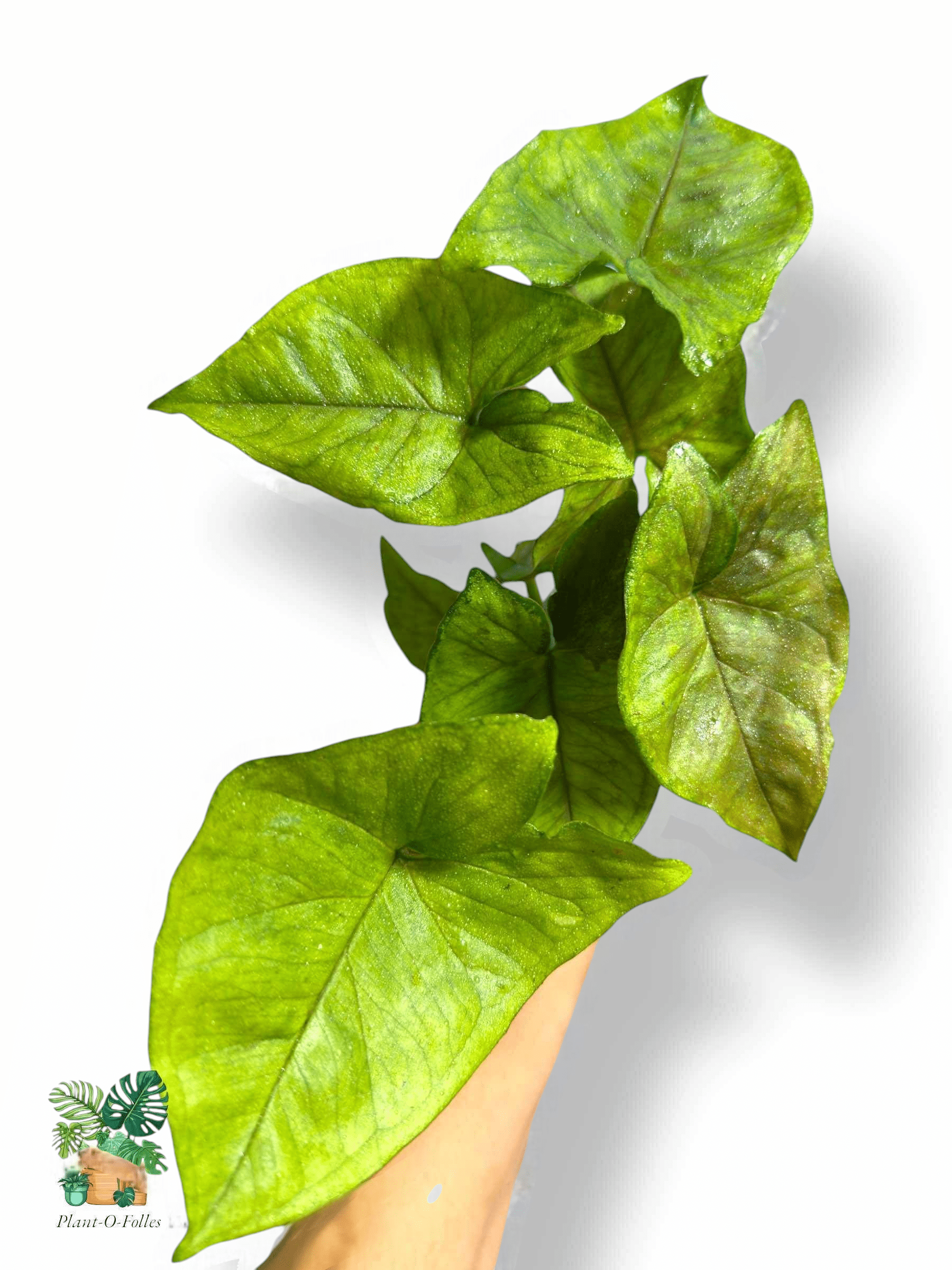 Syngonium Matcha Sprinkle, Rare Variegated Aroid, Tropical Indoor Plant, Arrow Leaf Houseplant for Collectors - Plant - O - Folles