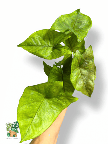 Syngonium Matcha Sprinkle, Rare Variegated Aroid, Tropical Indoor Plant, Arrow Leaf Houseplant for Collectors - Plant - O - Folles