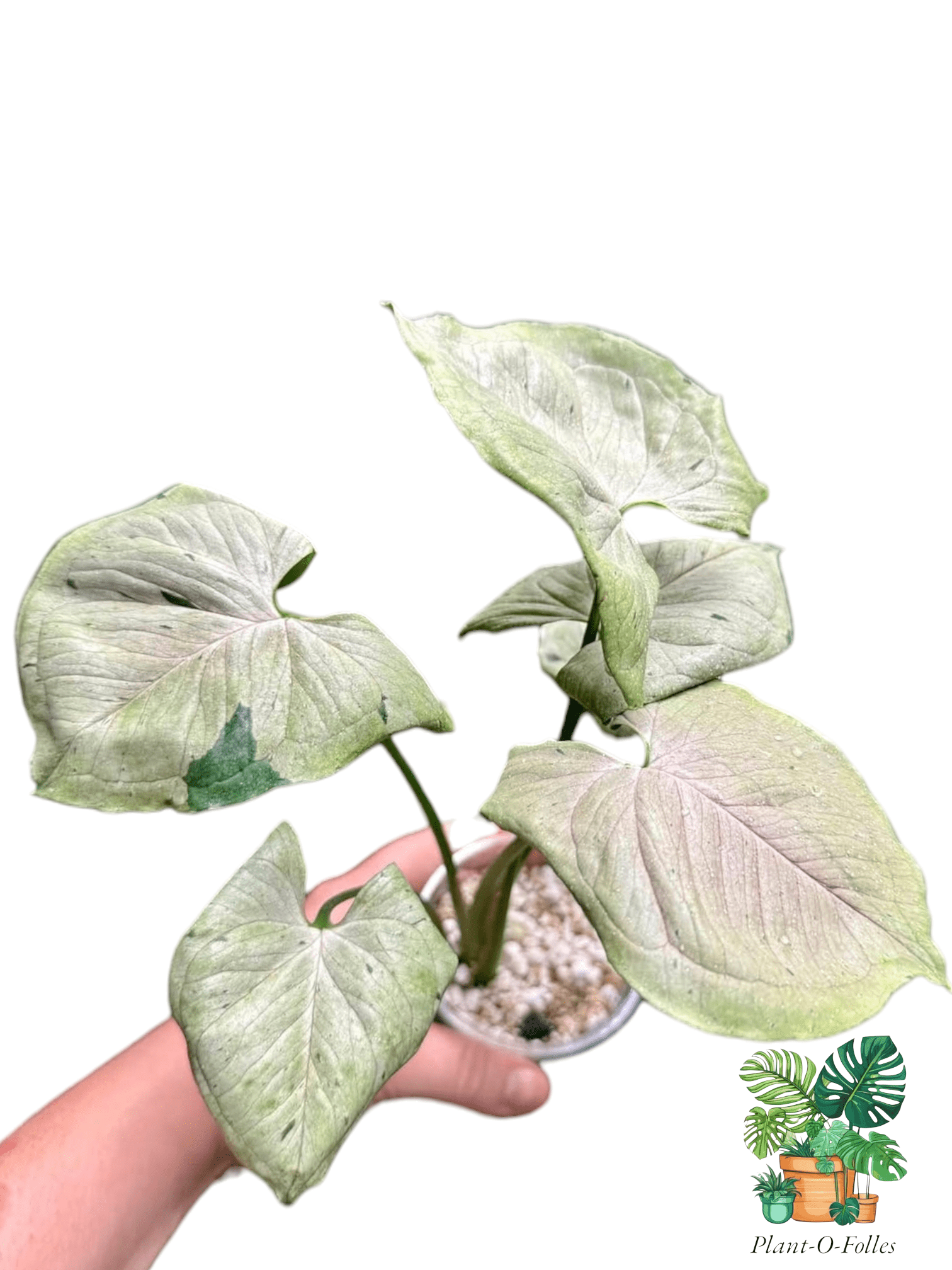 Syngonium podophyllum ‘Green Splash’ - Plant - O - Folles