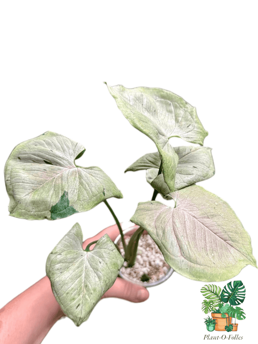 Syngonium podophyllum ‘Green Splash’ - Plant - O - Folles