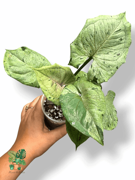 Syngonium podophyllum ‘Green Splash’, Rare Variegated Aroid, Tropical Indoor Plant, Arrow Leaf Houseplant for Collectors - Plant - O - Folles