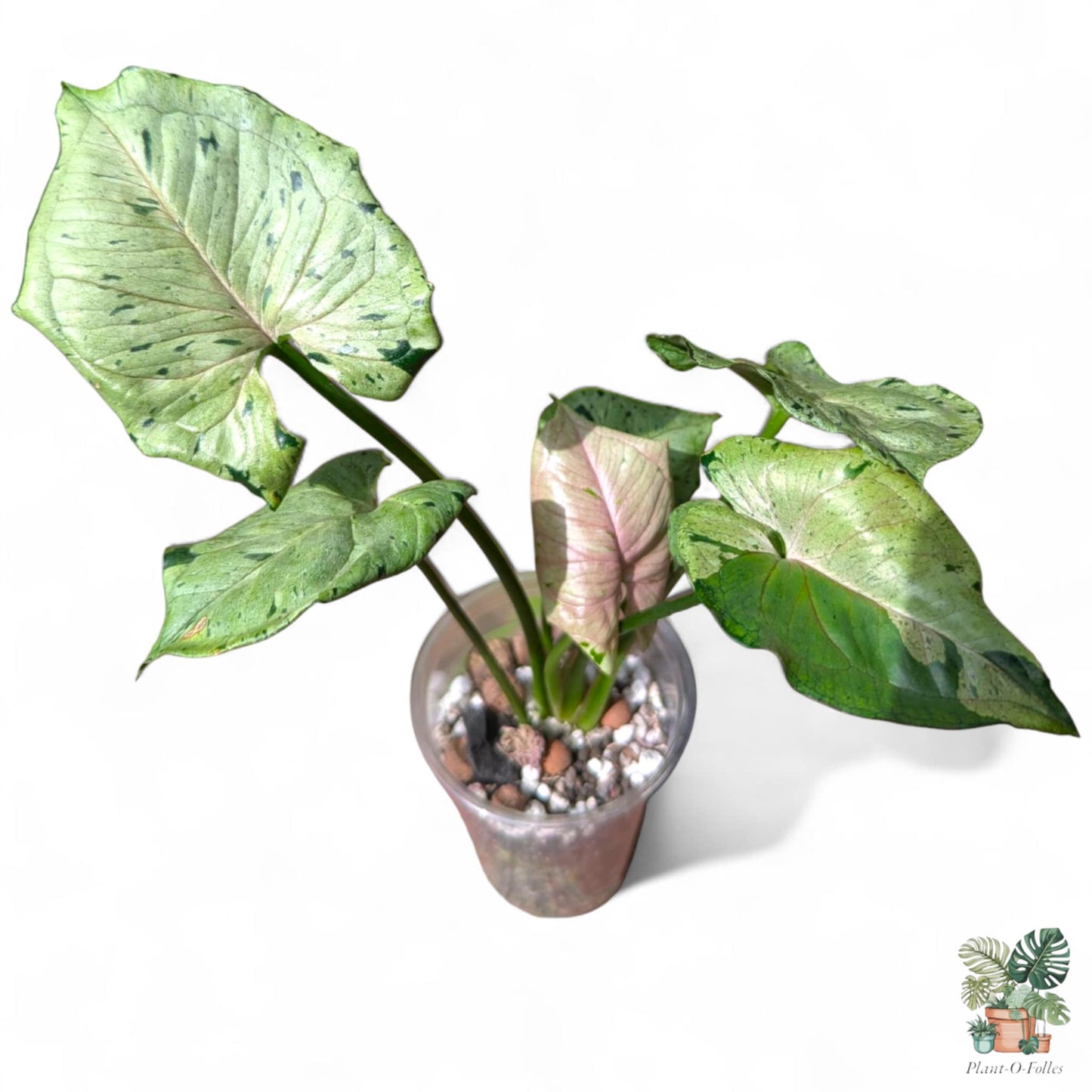 Syngonium podophyllum green splash variete rose