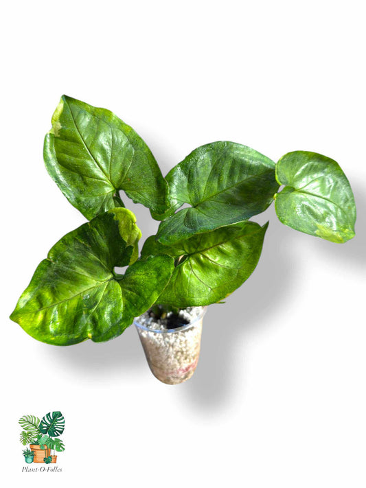 Syngonium 'T24' , Rare Variegated Aroid, Tropical Indoor Plant, Arrow Leaf Houseplant for Collectors - Plant - O - Folles