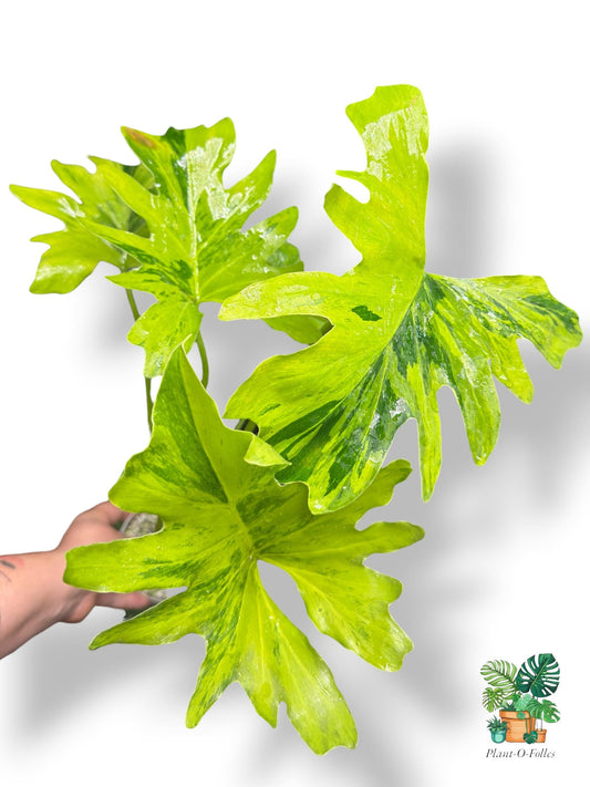Thaumatophyllum Nono Geni - Feuillage exotique spectaculaire - Plant - O - Folles