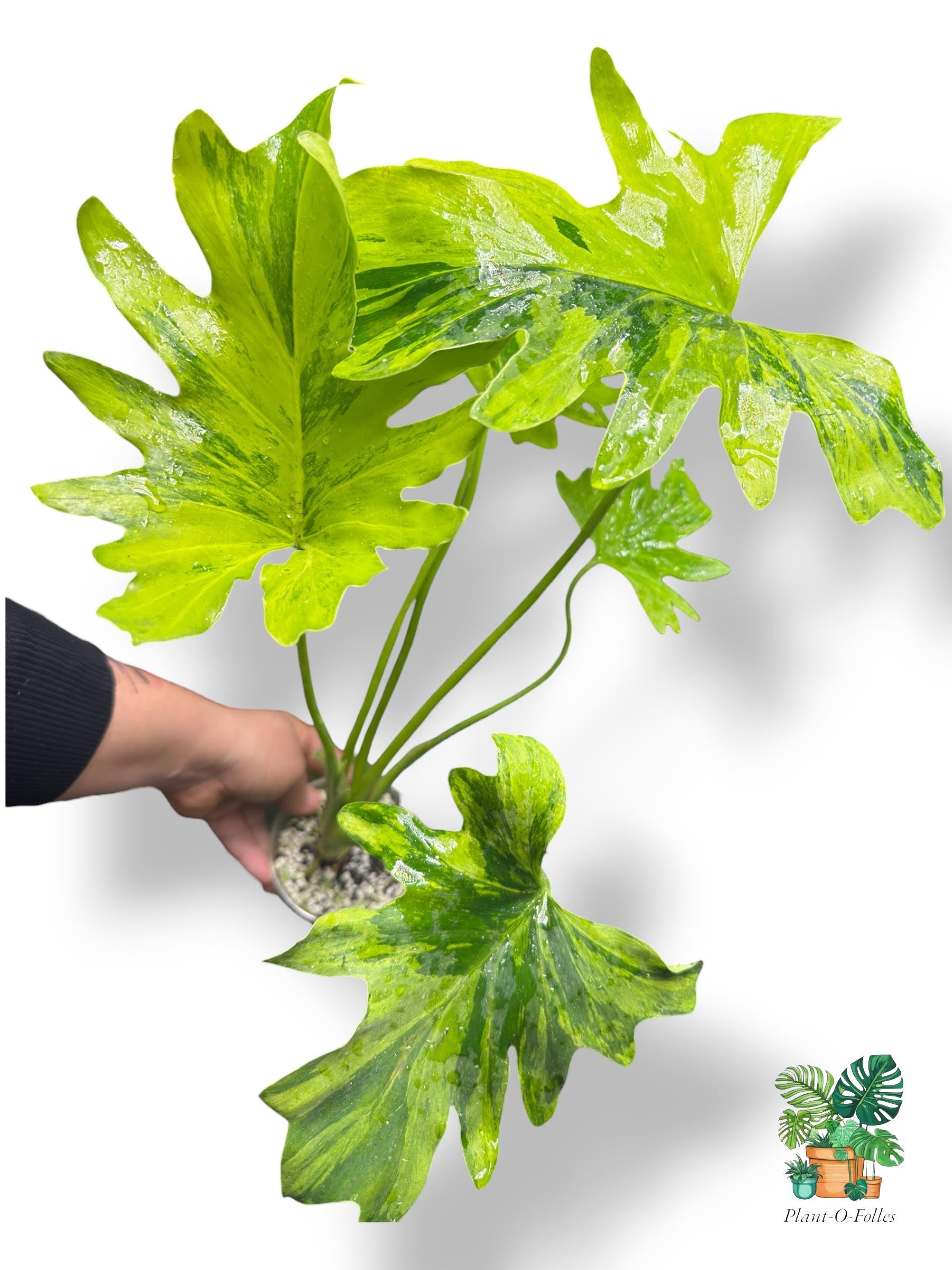 Thaumatophyllum Nono Geni - Feuillage exotique spectaculaire - Plant - O - Folles