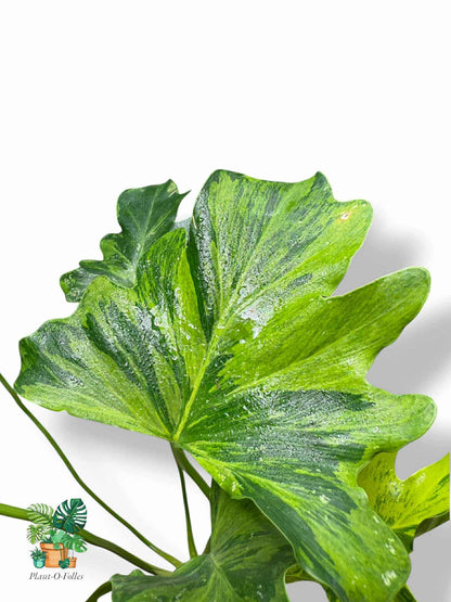 Thaumatophyllum Nono Geni, Rare Variegated Aroid, Tropical Indoor Plant, Arrow Leaf Houseplant for Collectors - Plant - O - Folles