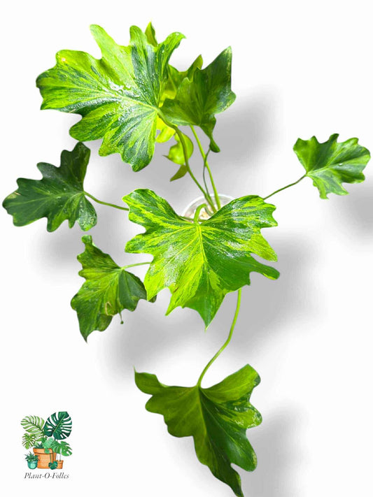 Thaumatophyllum Nono Geni, Rare Variegated Aroid, Tropical Indoor Plant, Arrow Leaf Houseplant for Collectors - Plant - O - Folles