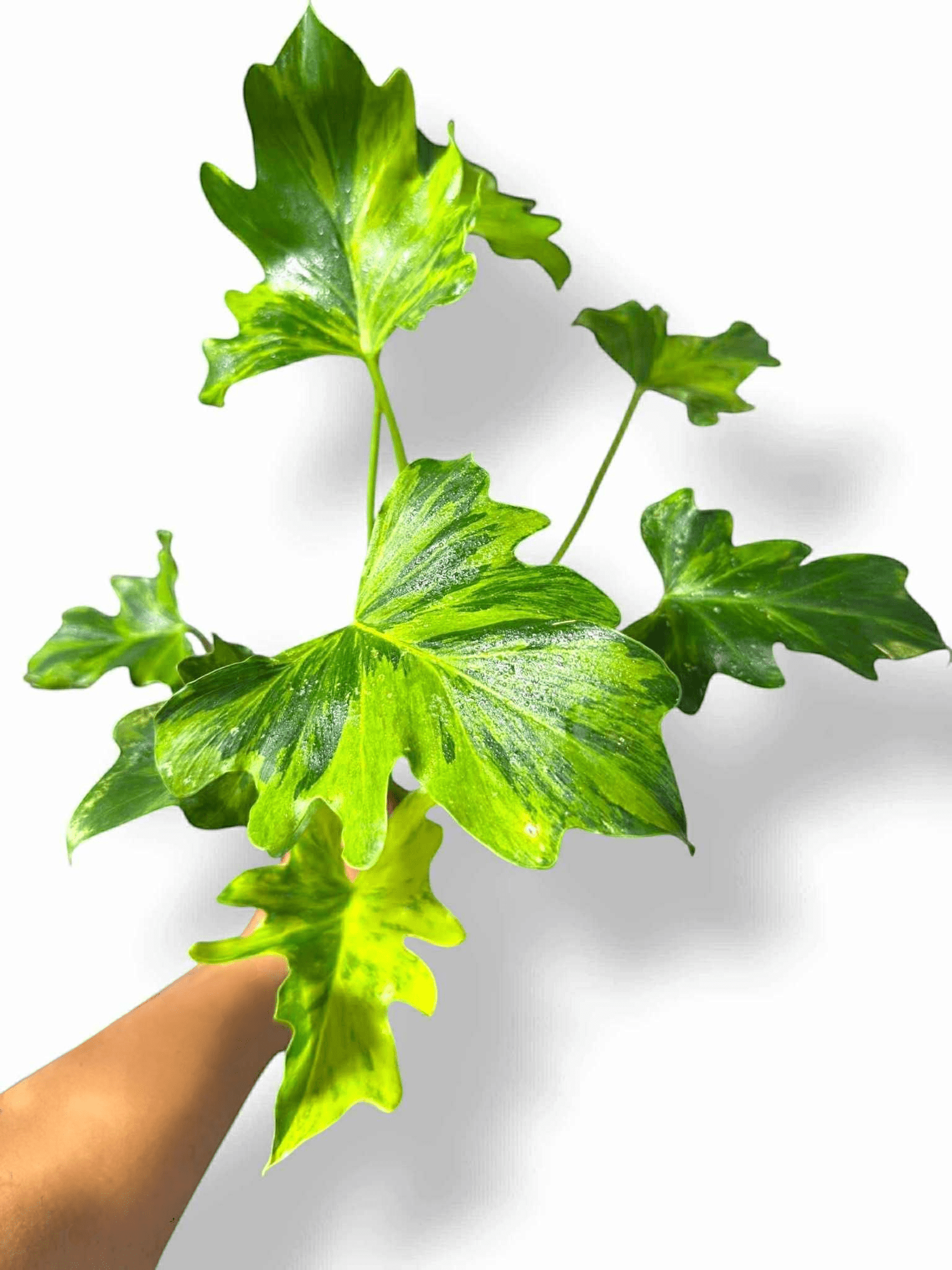 Thaumatophyllum Nono Geni, Rare Variegated Aroid, Tropical Indoor Plant, Arrow Leaf Houseplant for Collectors - Plant - O - Folles
