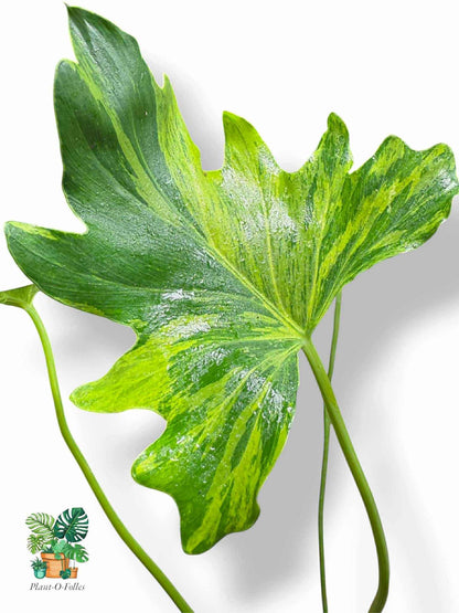 Thaumatophyllum Nono Geni, Rare Variegated Aroid, Tropical Indoor Plant, Arrow Leaf Houseplant for Collectors - Plant - O - Folles